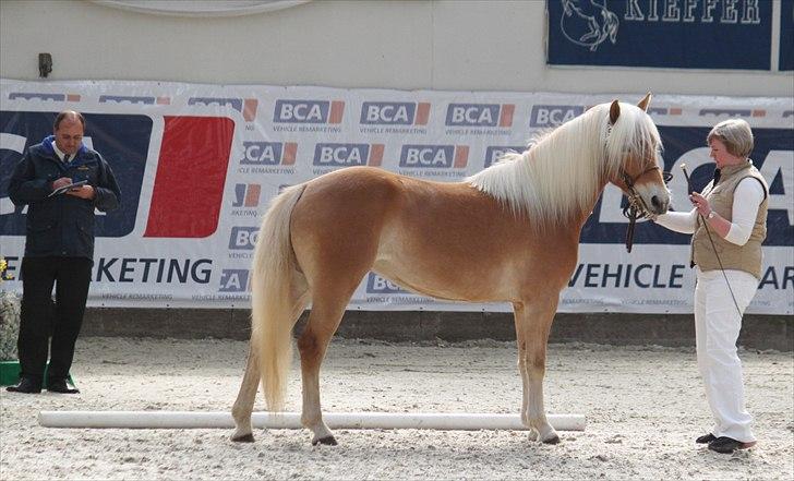 Haflinger (DTH) kåring 2011 - Kat. nr. 95 Fibi, 4 års hoppe, 75 p. billede 71