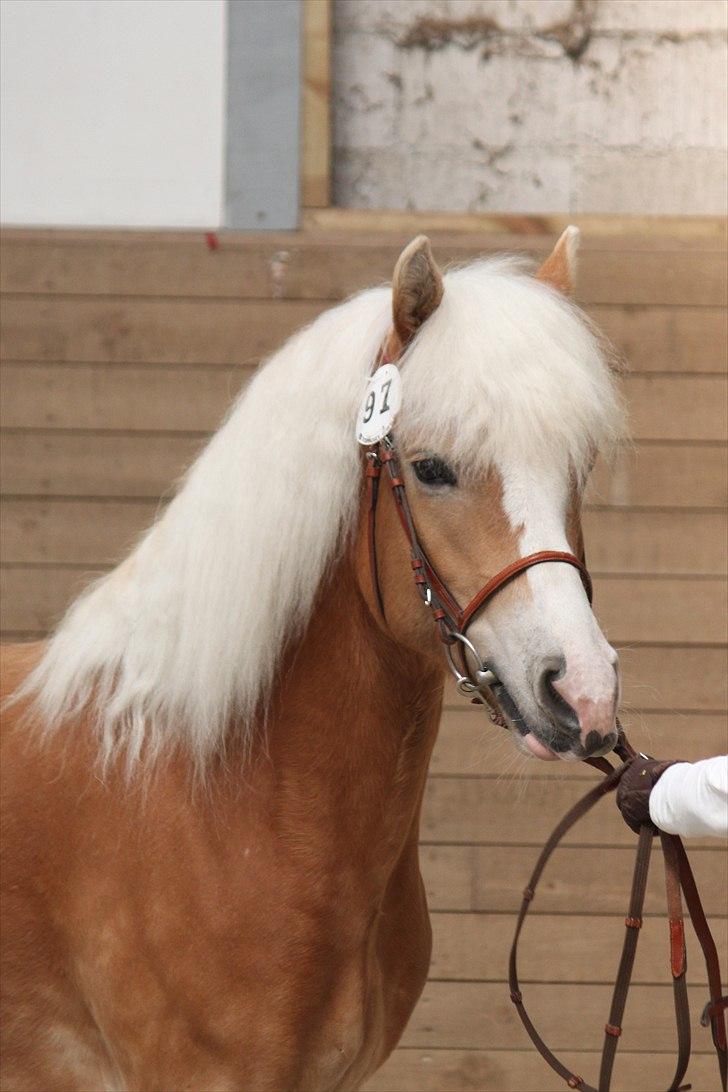 Haflinger (DTH) kåring 2011 - Kat. nr. 97 Sylgia, 7 års hoppe, 74 p.
 billede 72
