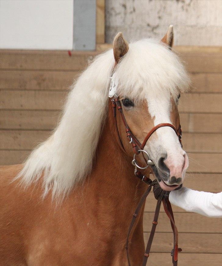 Haflinger (DTH) kåring 2011 - Kat. nr. 97 Sylgia, 7 års hoppe, 74 p.
 billede 73