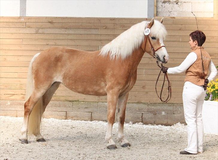 Haflinger (DTH) kåring 2011 - Kat. nr. 97 Sylgia, 7 års hoppe, 74 p.
 billede 74