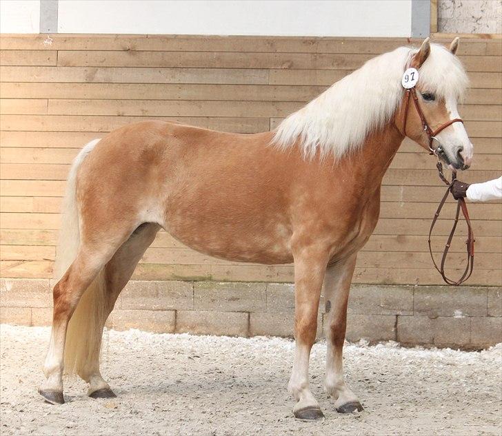 Haflinger (DTH) kåring 2011 - Kat. nr. 97 Sylgia, 7 års hoppe, 74 p.
 billede 75