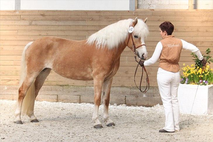 Haflinger (DTH) kåring 2011 - Kat. nr. 97 Sylgia, 7 års hoppe, 74 p.
 billede 76