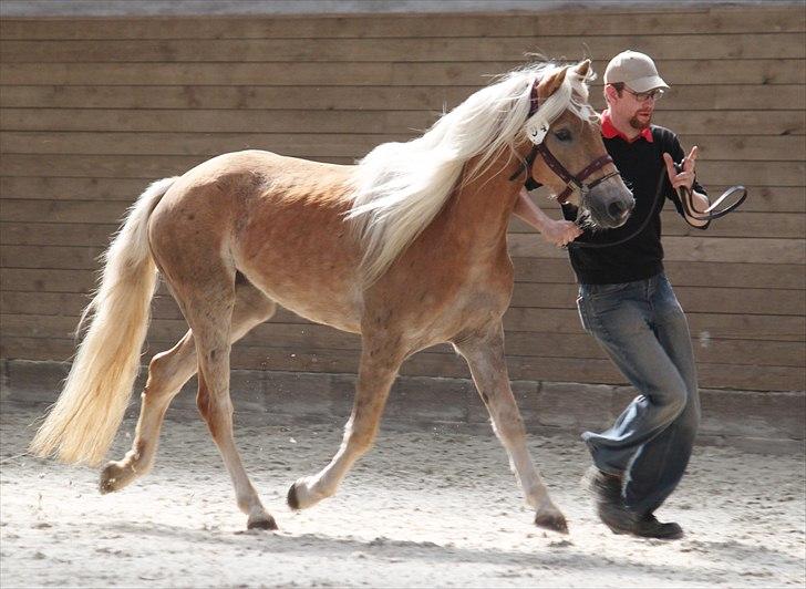 Haflinger (DTH) kåring 2011 - Kat. nr. 94 Quirl Siltshøj, 4 års hoppe, ikke kåret billede 77
