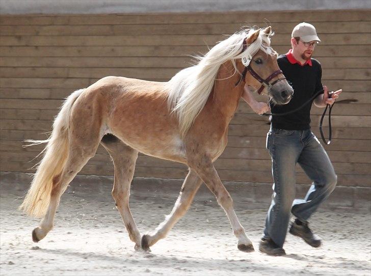 Haflinger (DTH) kåring 2011 - Kat. nr. 94 Quirl Siltshøj, 4 års hoppe, ikke kåret billede 78