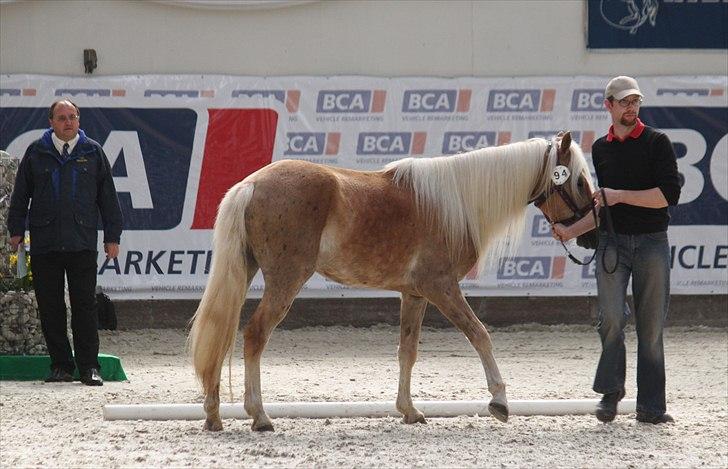 Haflinger (DTH) kåring 2011 - Kat. nr. 94 Quirl Siltshøj, 4 års hoppe, ikke kåret billede 79