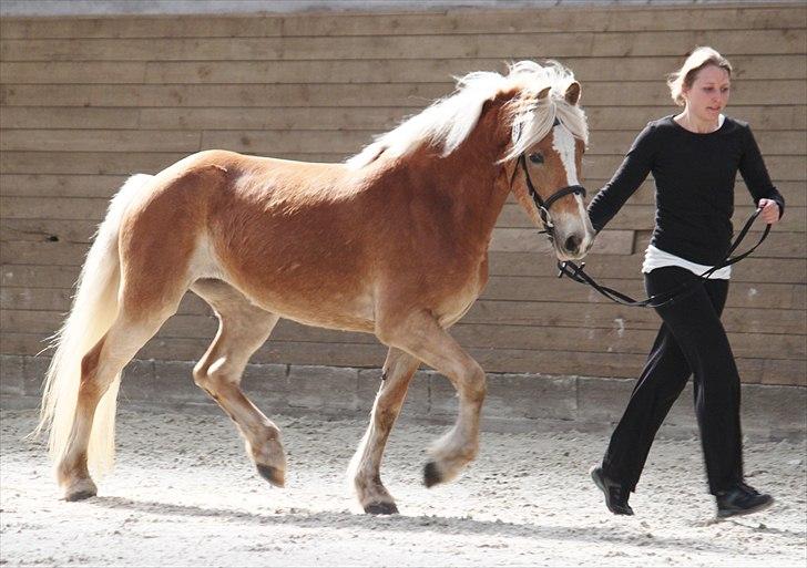 Haflinger (DTH) kåring 2011 - Kat. nr. 93 Olite, 4 års hoppe, 70 p.
 billede 80