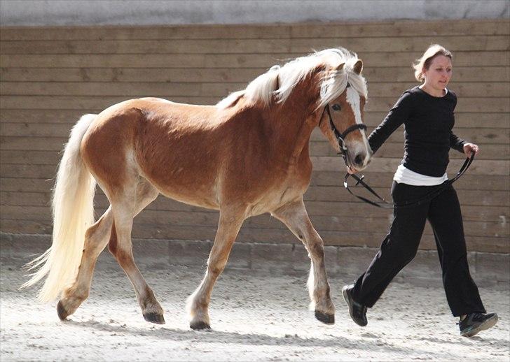 Haflinger (DTH) kåring 2011 - Kat. nr. 93 Olite, 4 års hoppe, 70 p.
 billede 81