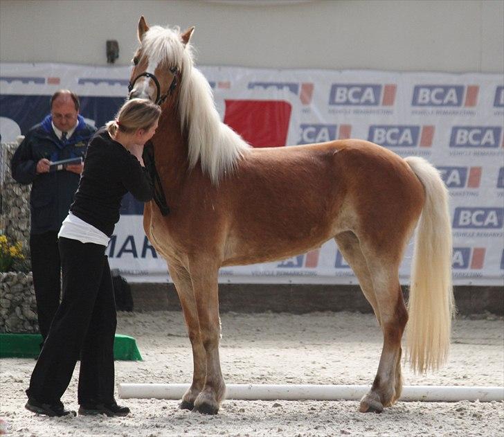 Haflinger (DTH) kåring 2011 - Kat. nr. 93 Olite, 4 års hoppe, 70 p.
 billede 82