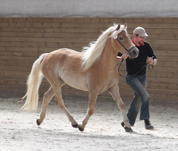 Haflinger (DTH) kåring 2011 - Kat. nr. 92 Qaty Siltshøj, 4 års hoppe, 70 p.
 billede 83