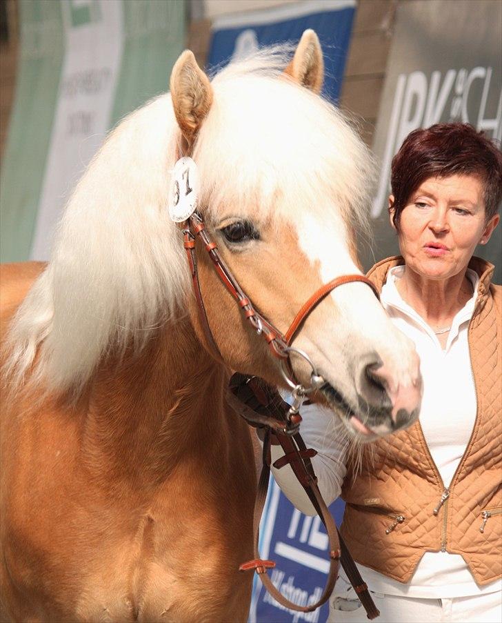 Haflinger (DTH) kåring 2011 - Kat. nr. 97 Sylgia, 7 års hoppe, 74 p.
 billede 84