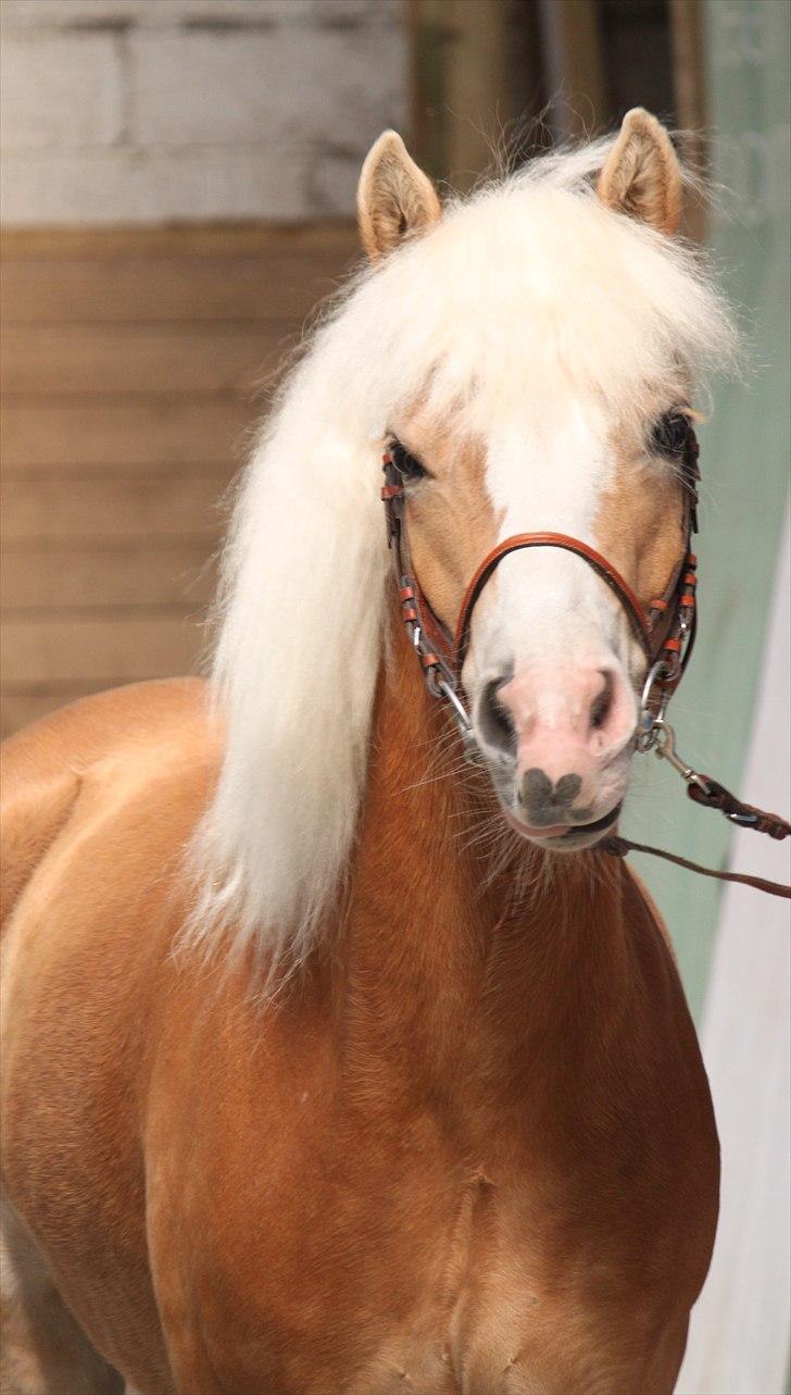Haflinger (DTH) kåring 2011 - Kat. nr. 97 Sylgia, 7 års hoppe, 74 p.
 billede 85