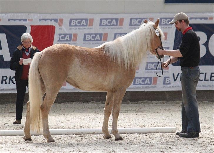 Haflinger (DTH) kåring 2011 - Kat. nr. 92 Qaty Siltshøj, 4 års hoppe, 70 p.
 billede 86