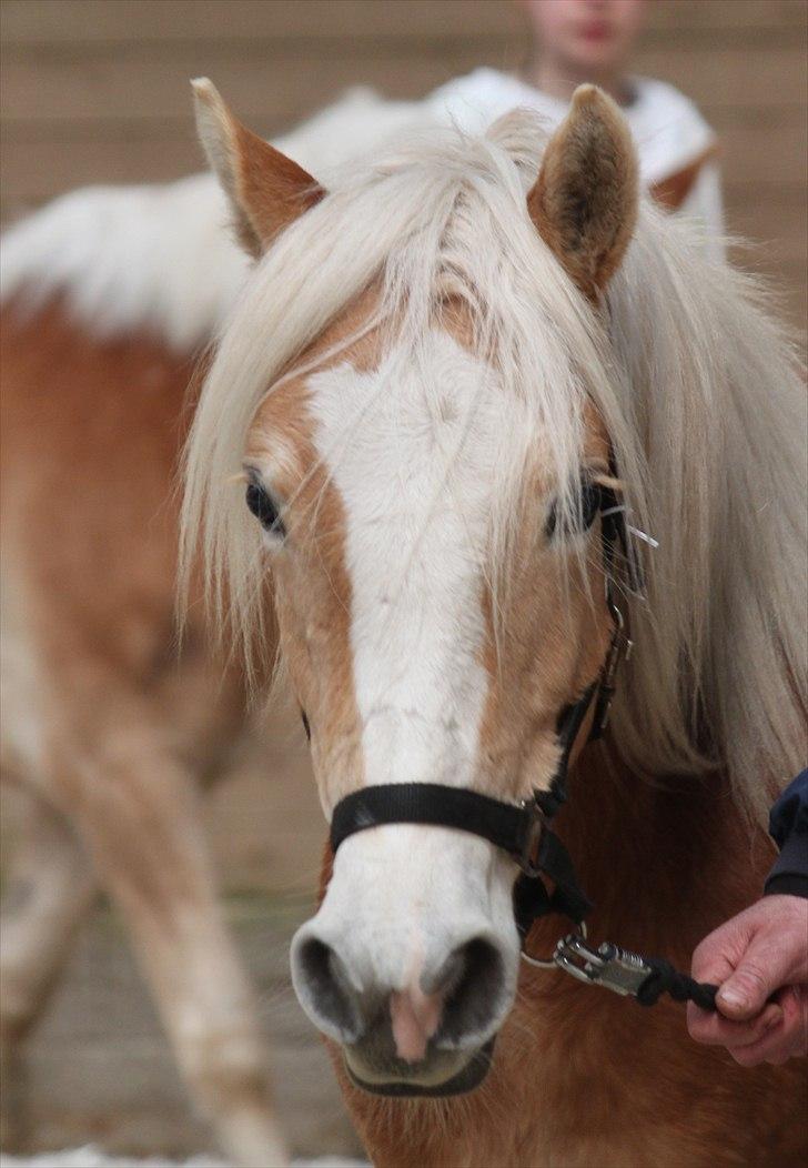 Haflinger (DTH) kåring 2011 - Kat. nr. 98 Sille, 2 års hoppe, 69 p.
 billede 87