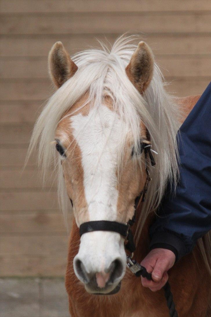 Haflinger (DTH) kåring 2011 - Kat. nr. 98 Sille, 2 års hoppe, 69 p.
 billede 88