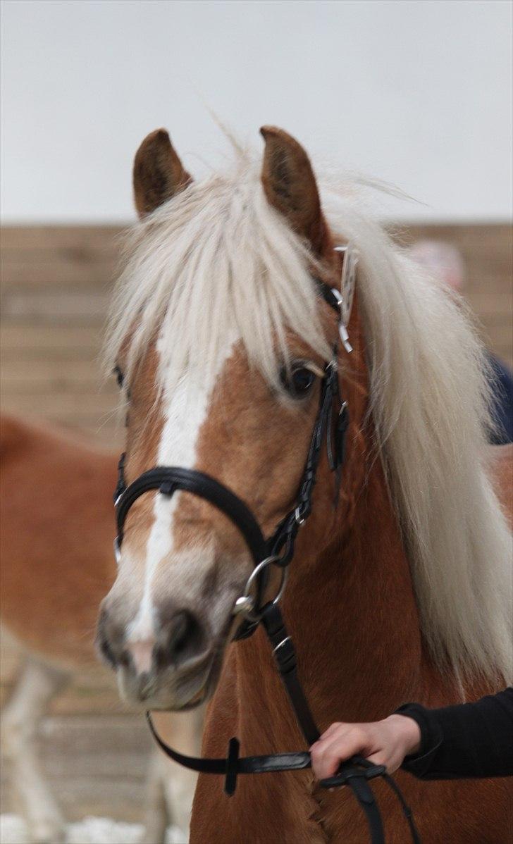 Haflinger (DTH) kåring 2011 - Kat. nr. 93 Olite, 4 års hoppe, 70 p.
 billede 89