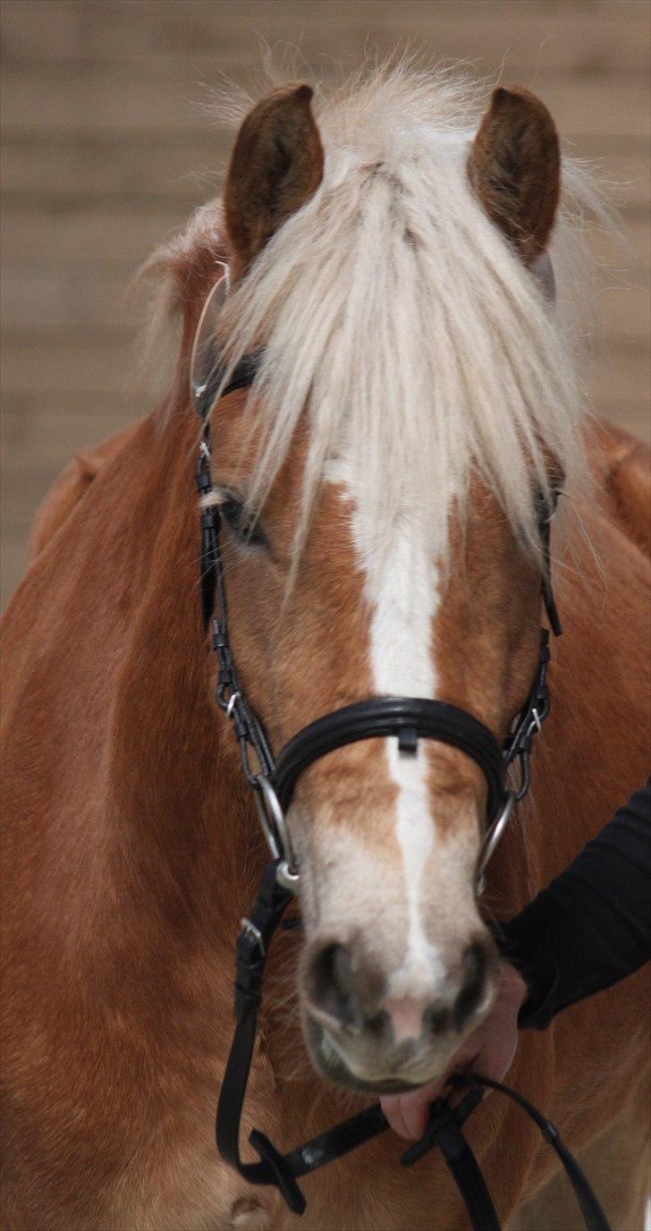 Haflinger (DTH) kåring 2011 - Kat. nr. 93 Olite, 4 års hoppe, 70 p.
 billede 90