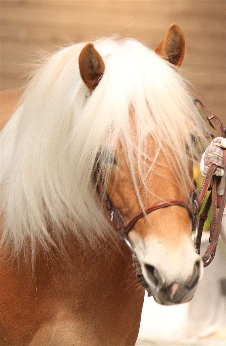 Haflinger (DTH) kåring 2011 - Kat. nr. 95 Fibi, 4 års hoppe, 75 p. billede 91