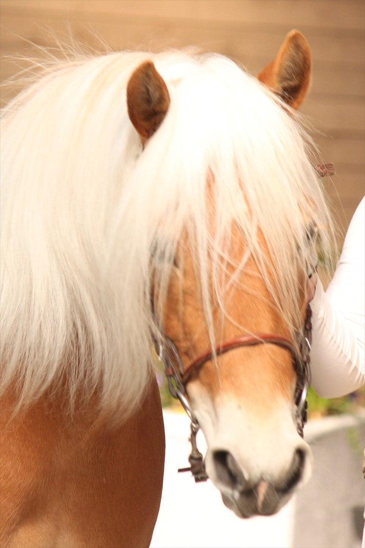 Haflinger (DTH) kåring 2011 - Kat. nr. 95 Fibi, 4 års hoppe, 75 p. billede 92