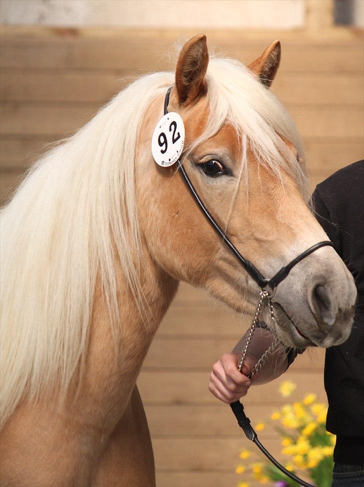 Haflinger (DTH) kåring 2011 - Kat. nr. 92 Qaty Siltshøj, 4 års hoppe, 70 p.
 billede 93