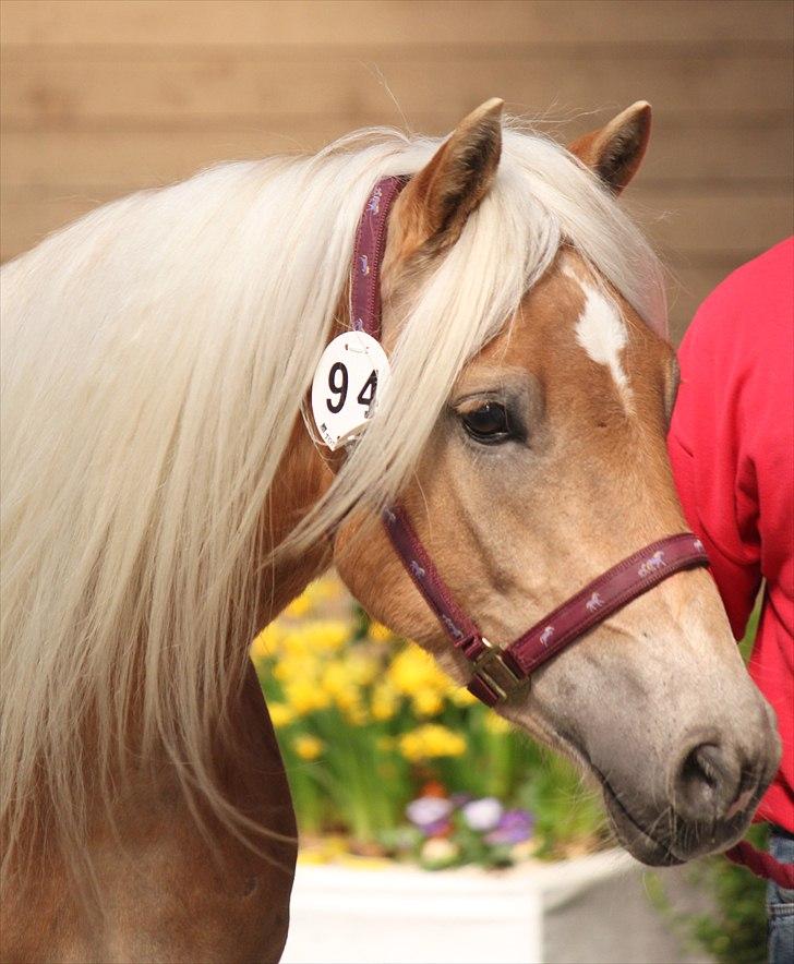 Haflinger (DTH) kåring 2011 - Kat. nr. 94 Quirl Siltshøj, 4 års hoppe, ikke kåret billede 94