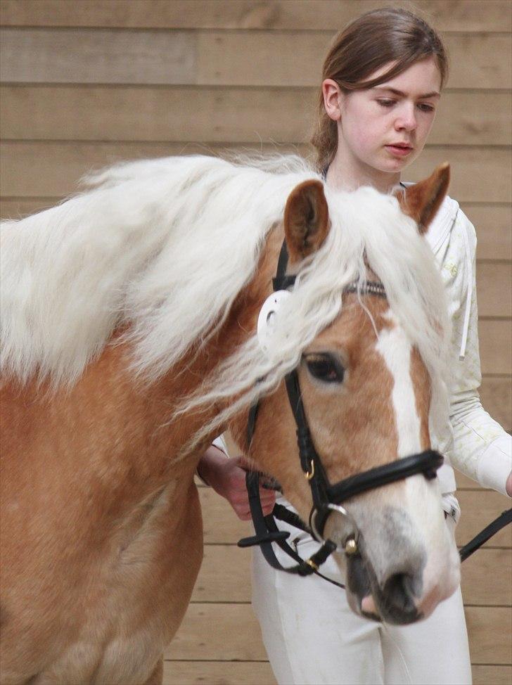 Haflinger (DTH) kåring 2011 - Kat. nr. 96 Adora, 4 års hoppe, 69 p.
 billede 95