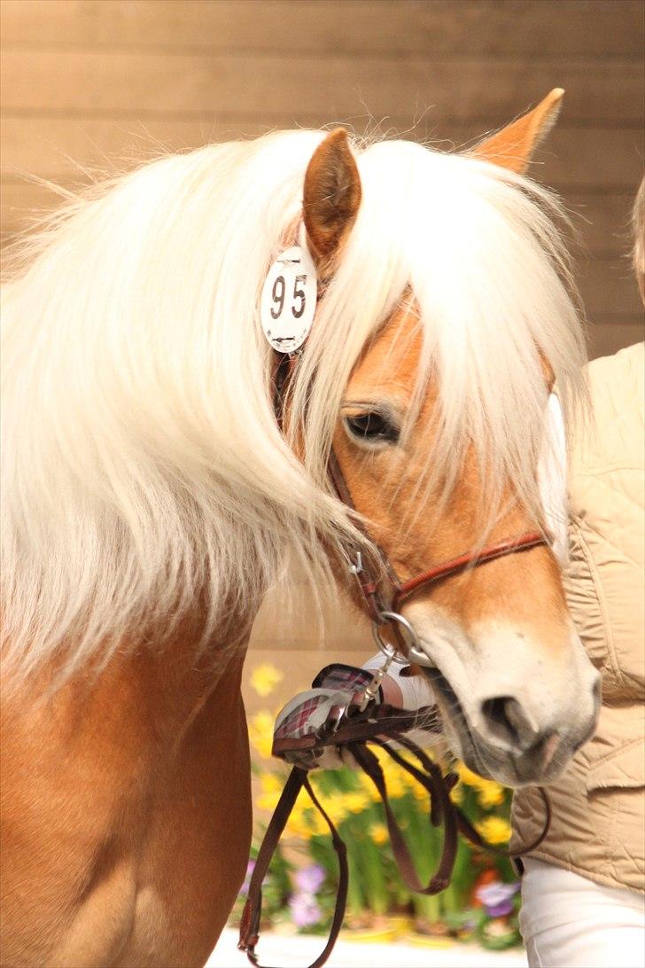 Haflinger (DTH) kåring 2011 - Kat. nr. 95 Fibi, 4 års hoppe, 75 p. billede 96