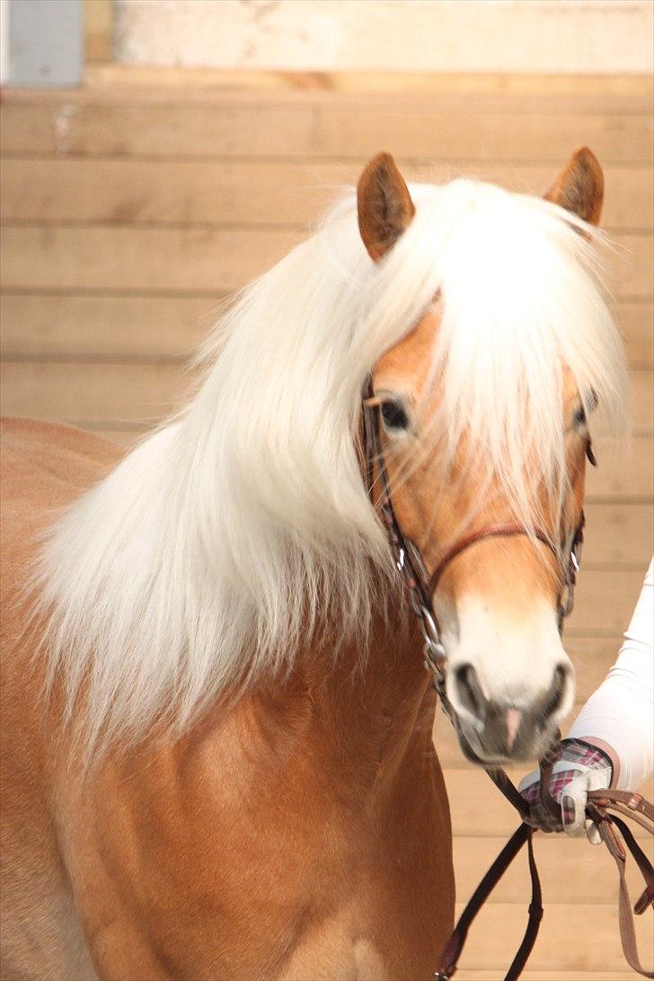 Haflinger (DTH) kåring 2011 - Kat. nr. 95 Fibi, 4 års hoppe, 75 p. billede 97