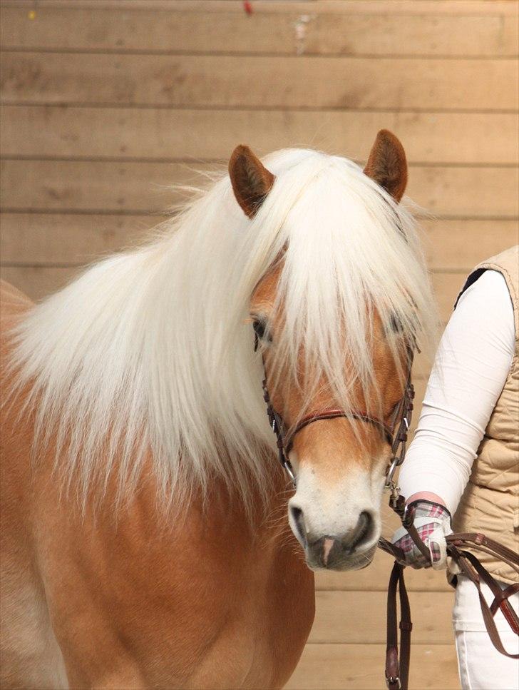 Haflinger (DTH) kåring 2011 - Kat. nr. 95 Fibi, 4 års hoppe, 75 p. billede 98