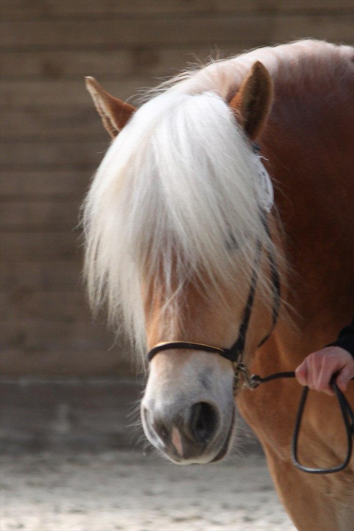 Haflinger (DTH) kåring 2011 - Kat. nr. 91 Marilin, 3 års hoppe, 74 p billede 99