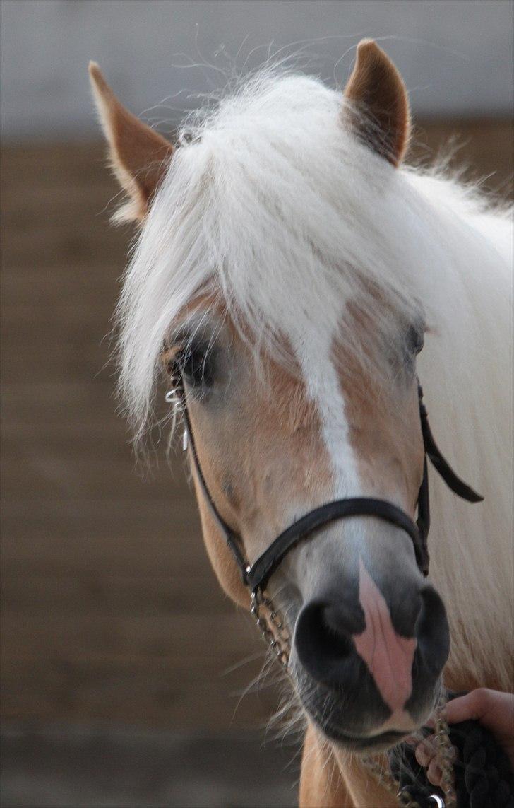 Haflinger (DTH) kåring 2011 - Kat. nr. 89 Luca-Lavanda, 3 års hoppe, 72 p billede 100