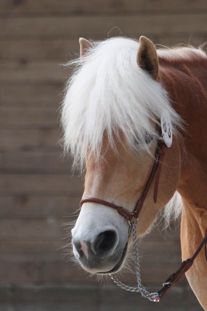 Haflinger (DTH) kåring 2011 - Kat. nr. 83 Susette, 3 års hoppe, 73 p.
 billede 101