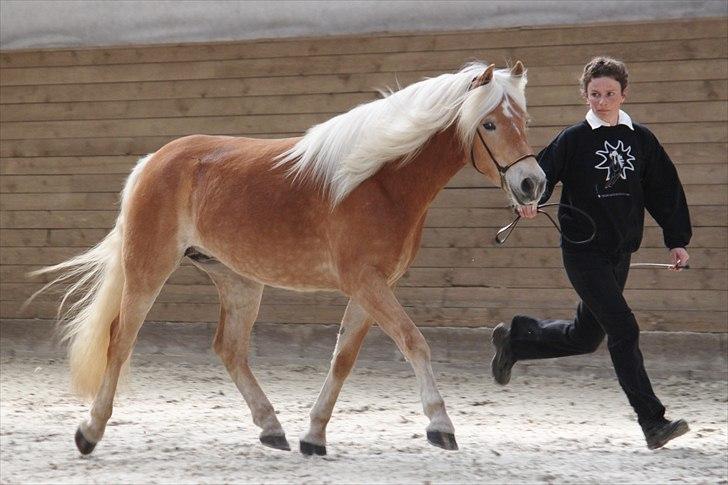 Haflinger (DTH) kåring 2011 - Kat. nr. 91 Marilin, 3 års hoppe, 74 p billede 102