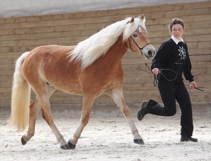 Haflinger (DTH) kåring 2011 - Kat. nr. 91 Marilin, 3 års hoppe, 74 p billede 103