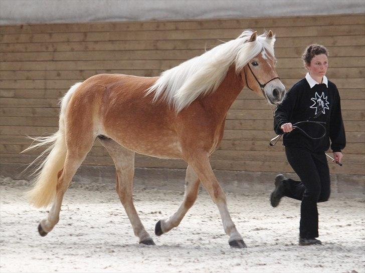 Haflinger (DTH) kåring 2011 - Kat. nr. 91 Marilin, 3 års hoppe, 74 p billede 104