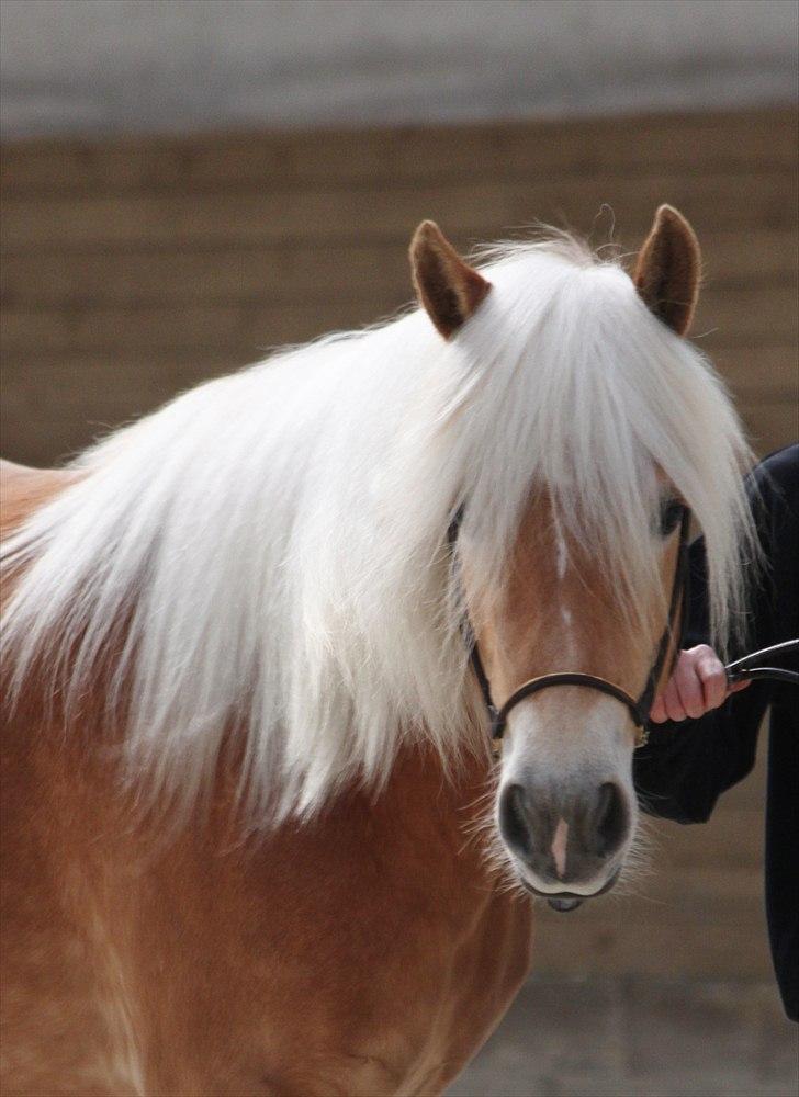 Haflinger (DTH) kåring 2011 - Kat. nr. 91 Marilin, 3 års hoppe, 74 p billede 105