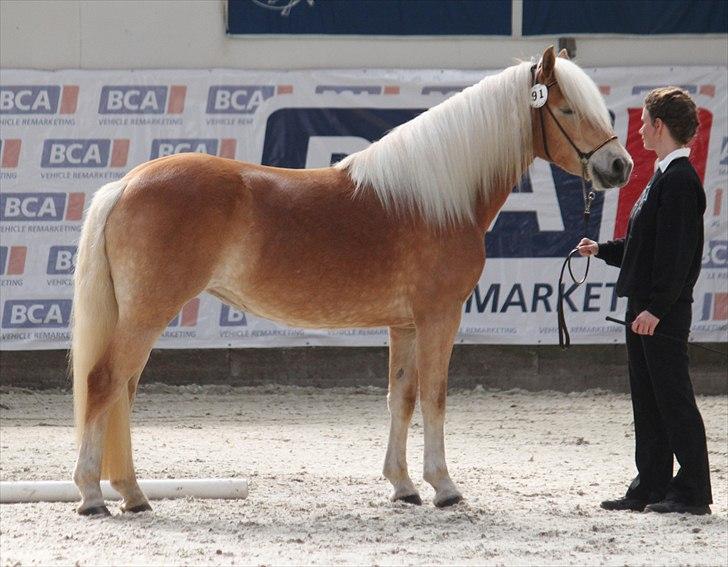 Haflinger (DTH) kåring 2011 - Kat. nr. 91 Marilin, 3 års hoppe, 74 p billede 106