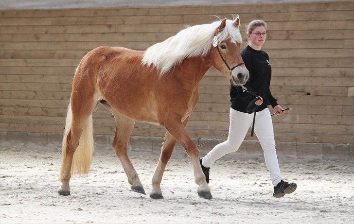 Haflinger (DTH) kåring 2011 - Kat. nr. 90 Flowina Stenbek, 3 års hoppe, 70 p.
 billede 107