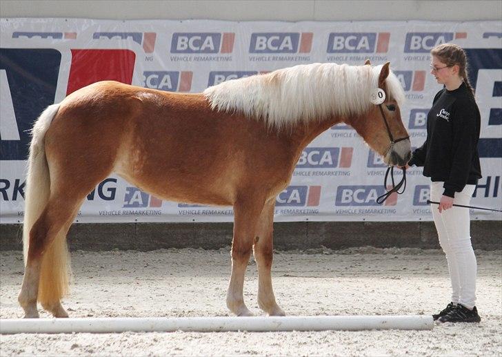 Haflinger (DTH) kåring 2011 - Kat. nr. 90 Flowina Stenbek, 3 års hoppe, 70 p.
 billede 108