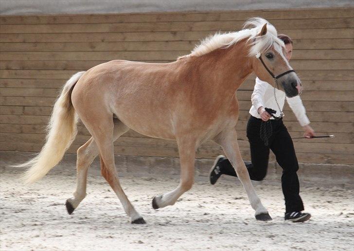 Haflinger (DTH) kåring 2011 - Kat. nr. 89 Luca-Lavanda, 3 års hoppe, 72 p billede 109