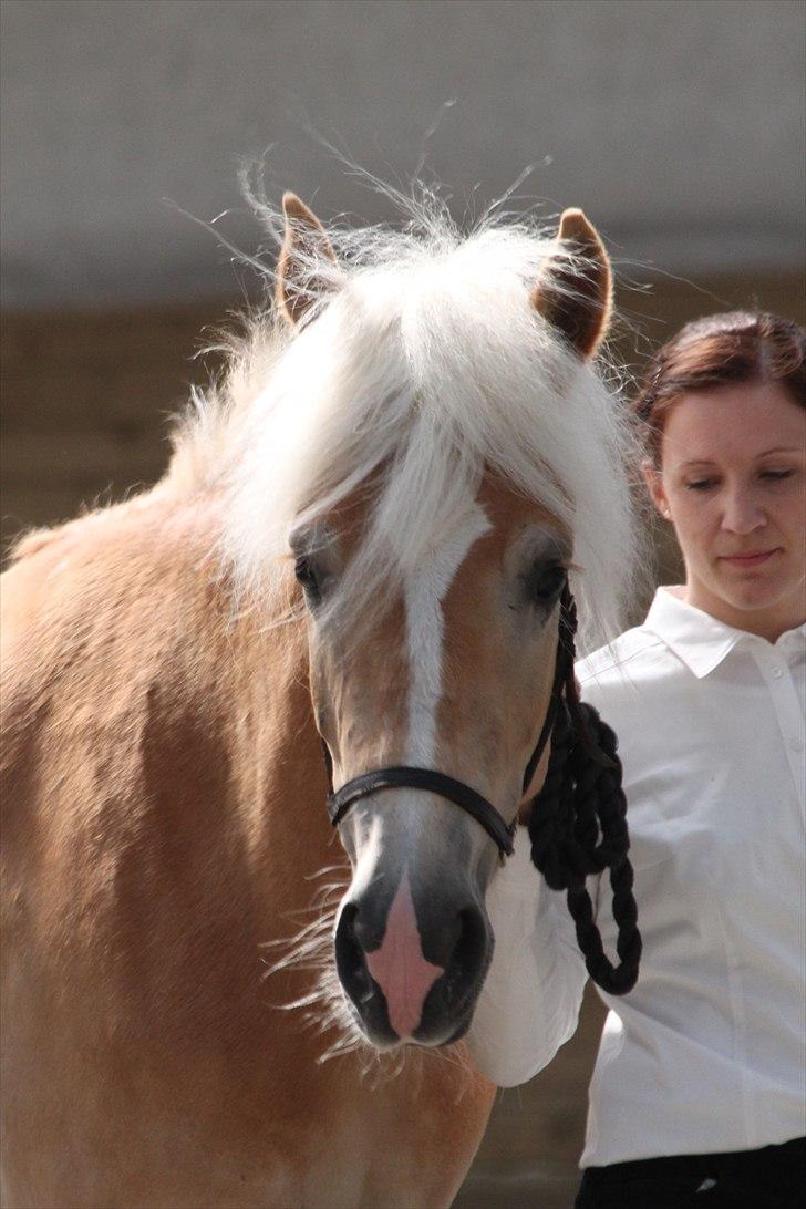 Haflinger (DTH) kåring 2011 - Kat. nr. 89 Luca-Lavanda, 3 års hoppe, 72 p billede 110