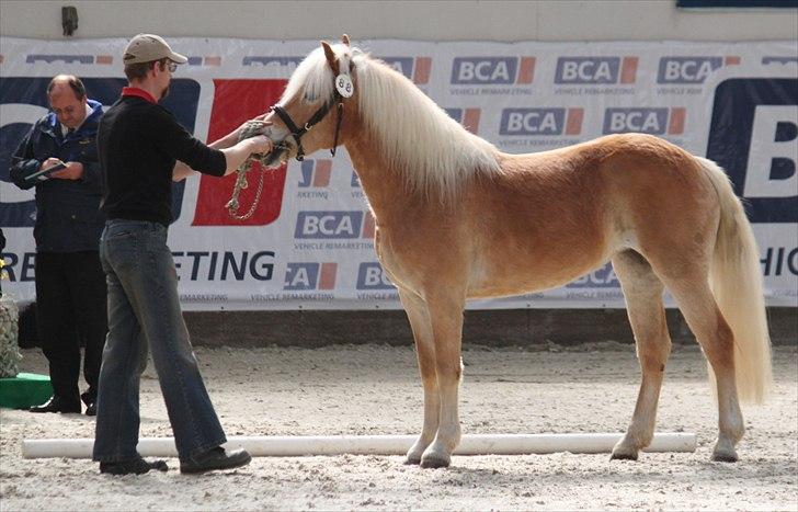 Haflinger (DTH) kåring 2011 - Kat. nr. 88 Luna, 3 års hoppe, 69 p billede 111