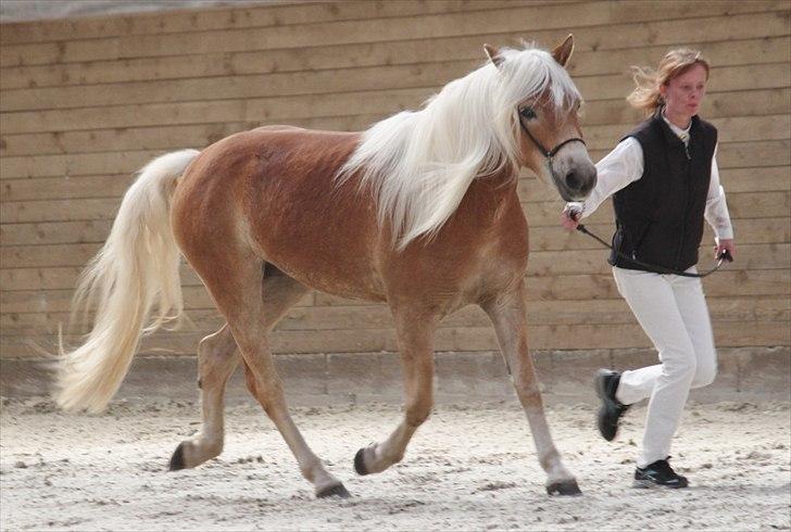 Haflinger (DTH) kåring 2011 - Kat. nr. 86 Maybell, 3 års hoppe, 74 p billede 112