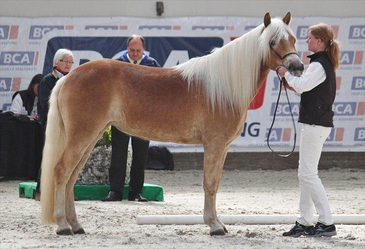 Haflinger (DTH) kåring 2011 - Kat. nr. 86 Maybell, 3 års hoppe, 74 p billede 113