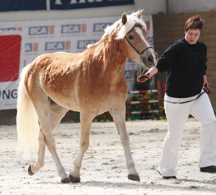 Haflinger (DTH) kåring 2011 - Kat. nr. 85 Chilli, 3 års hoppe, 72 p billede 114