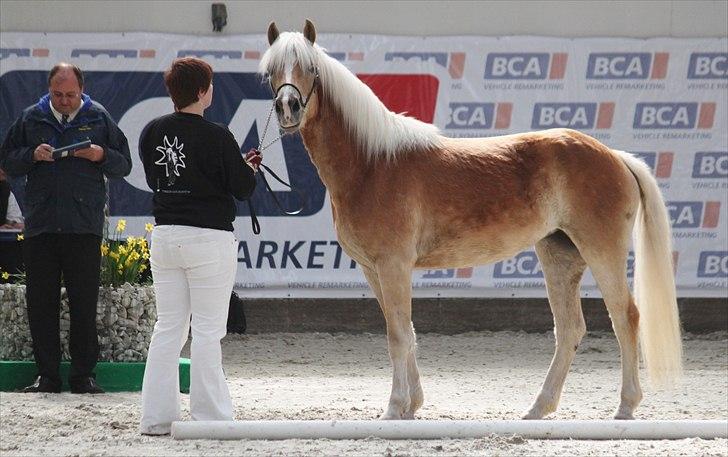 Haflinger (DTH) kåring 2011 - Kat. nr. 85 Chilli, 3 års hoppe, 72 p billede 115