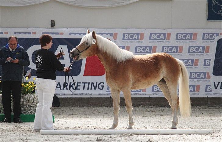 Haflinger (DTH) kåring 2011 - Kat. nr. 85 Chilli, 3 års hoppe, 72 p billede 116