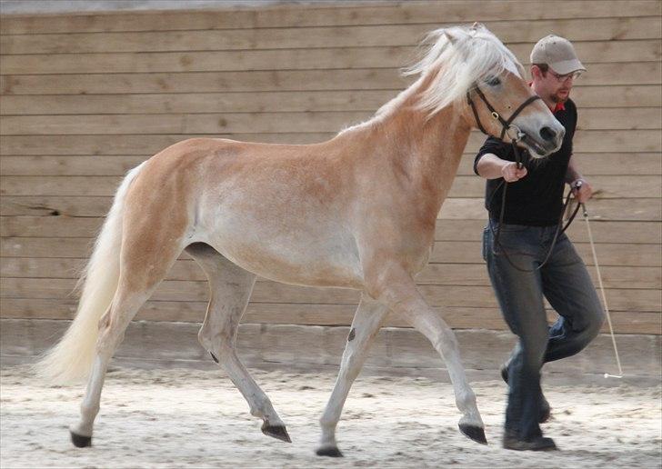 Haflinger (DTH) kåring 2011 - Kat. nr. 84 Frances, 3 års hoppe, 70 p billede 117