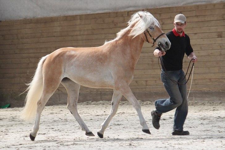 Haflinger (DTH) kåring 2011 - Kat. nr. 84 Frances, 3 års hoppe, 70 p billede 118