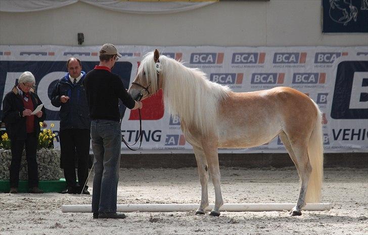Haflinger (DTH) kåring 2011 - Kat. nr. 84 Frances, 3 års hoppe, 70 p billede 119