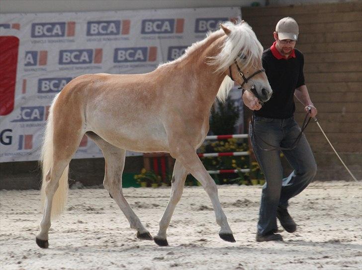 Haflinger (DTH) kåring 2011 - Kat. nr. 84 Frances, 3 års hoppe, 70 p billede 120